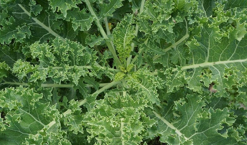 Green leafy vegetable plant with ruffled leaves, likely a type of kale or collard greens.