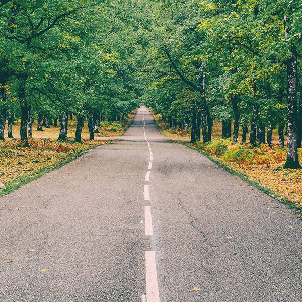Road through a lush green forest with a clear sky overhead.