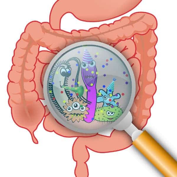 Gut Microbiome Illustration with Magnifying Glass