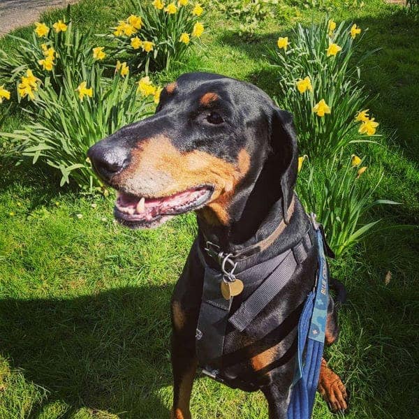 Raw Horizons Dog in Garden with Yellow Flowers