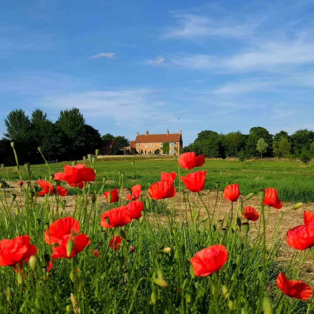 Retreat Center with Poppies Raw Horizons