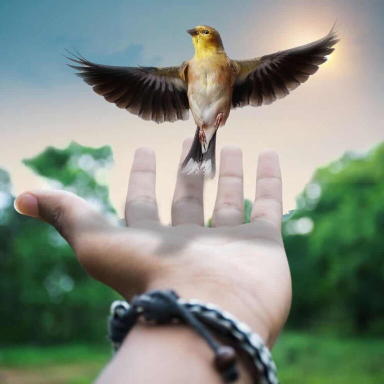 Bird in flight above a person's hand, symbolizing freedom and nature.